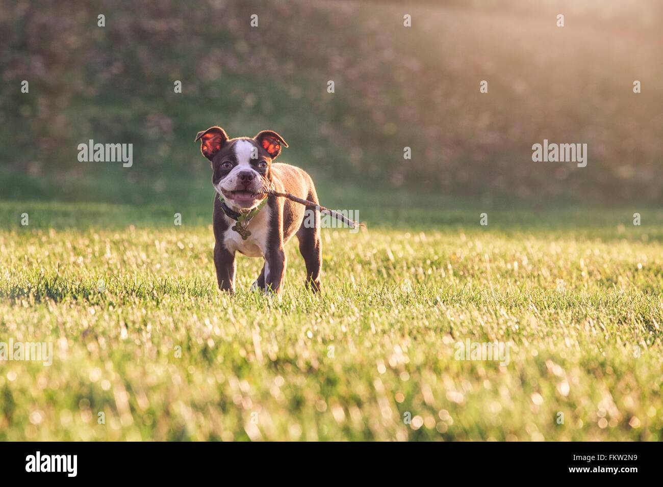 Boston terrier puppy avec le bâton dans la bouche on grass looking at camera smiling Banque D'Images