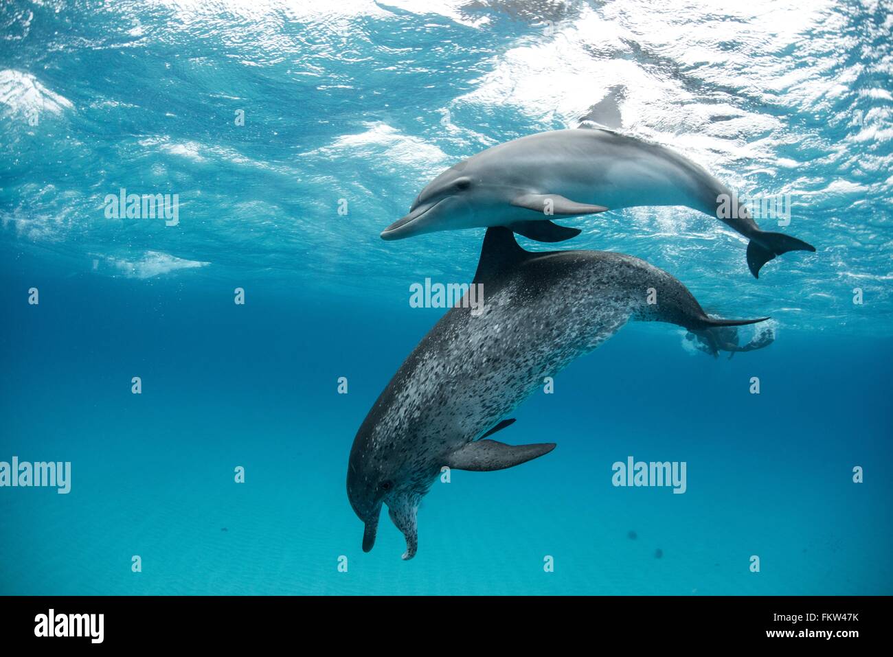 Dauphin tacheté de l'Atlantique (Stenella frontalis), nager sous l'eau, close-up, Bahamas Banque D'Images