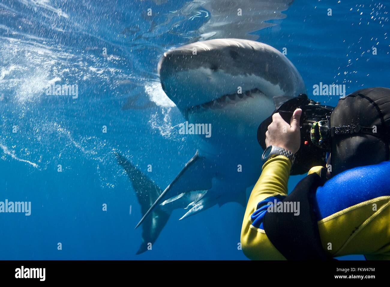 Grand requin blanc (Carcharodon carcharias) faisant une passe étroite tandis que s'appuie le photographe de prendre une photo de l'île Guadalupe Banque D'Images