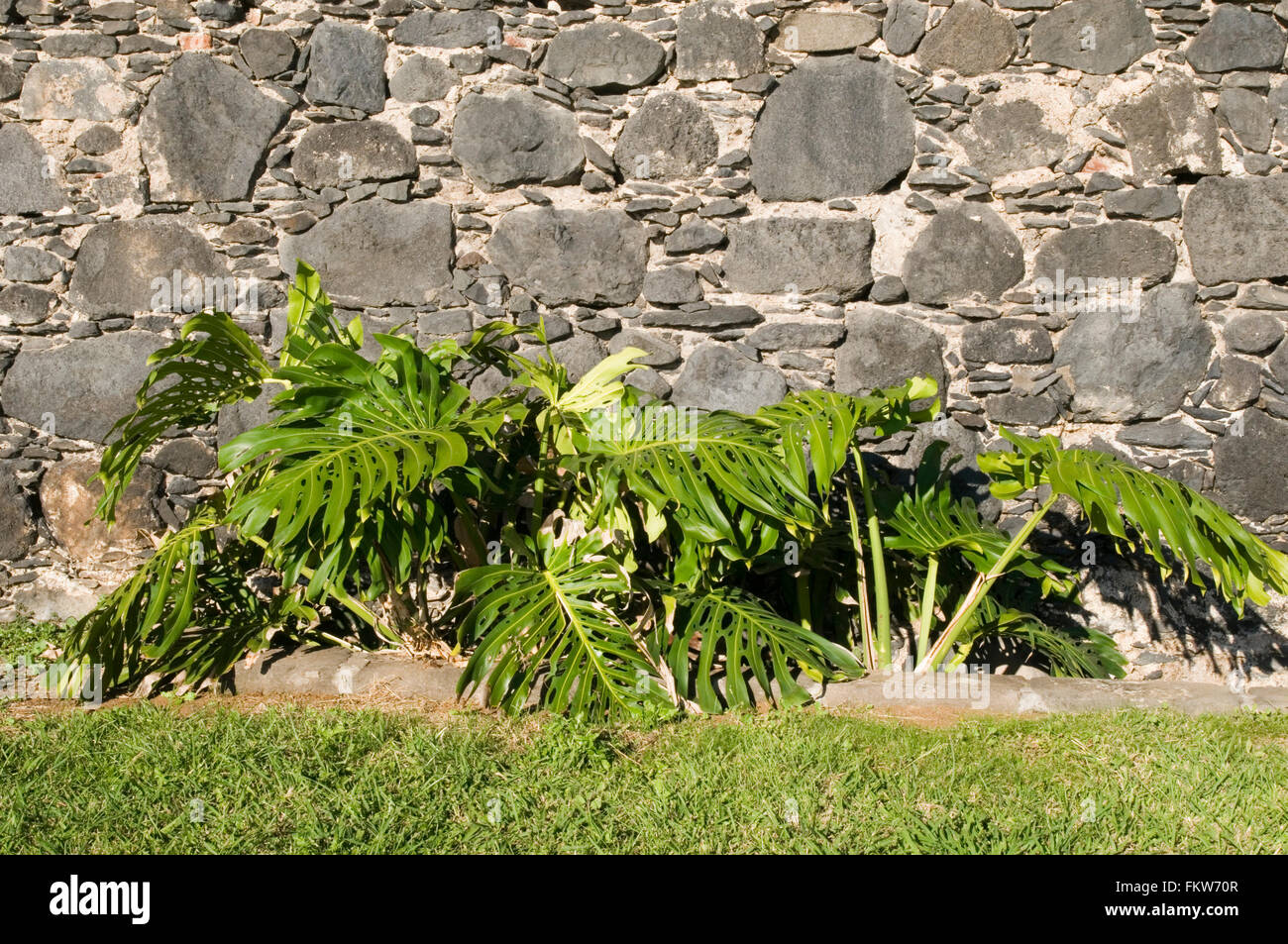 Fromagerie Monstera deliciosa poussent à l'état sauvage dans la région de Santa Cruz de la palma dans les îles canaries canaries Banque D'Images