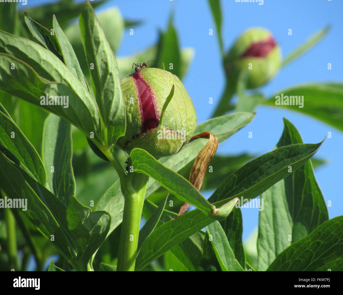 La pivoine bourgeon d'une plante qui est sur le point d'ouvrir, sur un fond de ciel bleu. Curieux avec ant sur haut. Banque D'Images