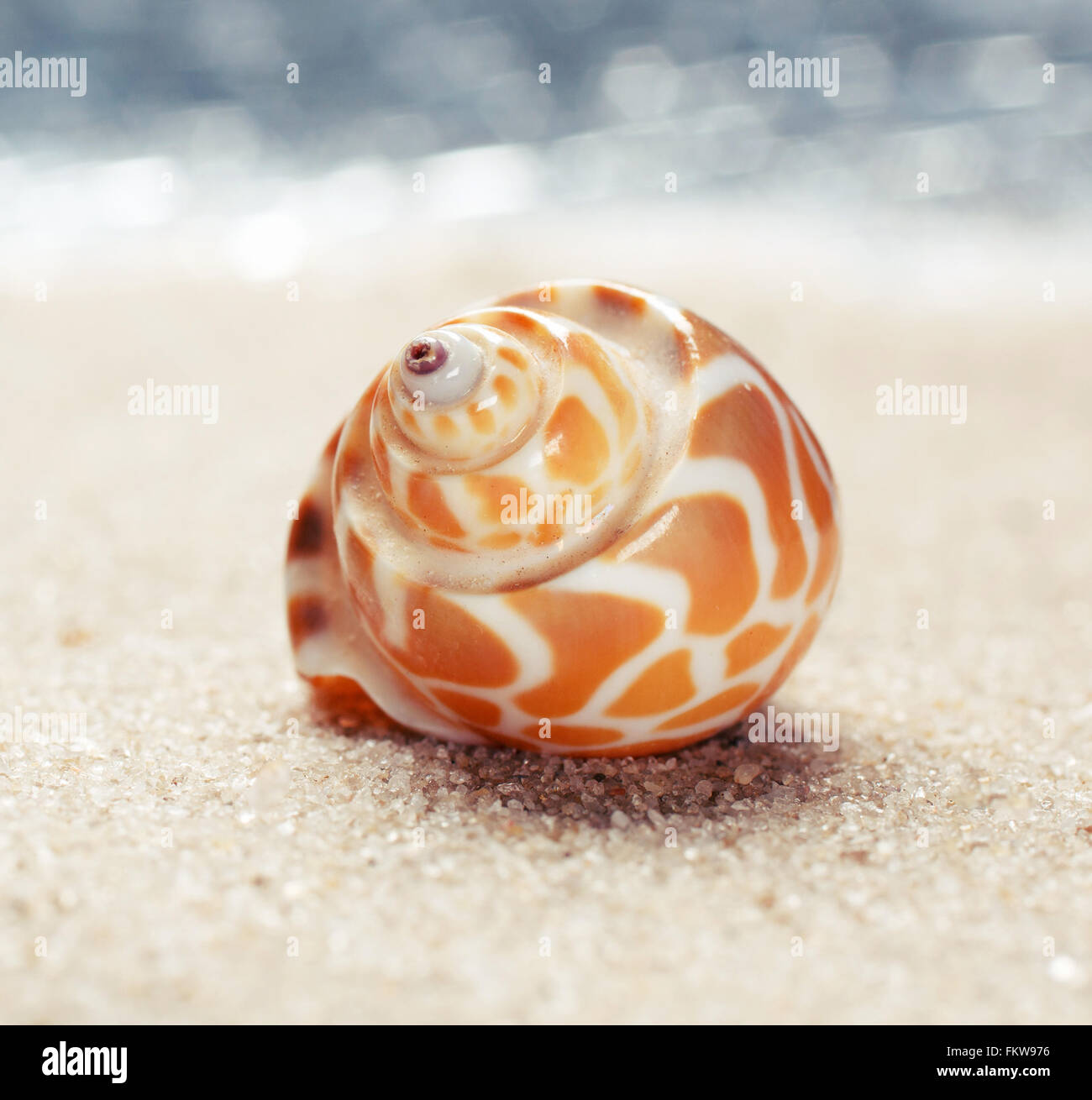 Sea shell on sandy beach Banque D'Images