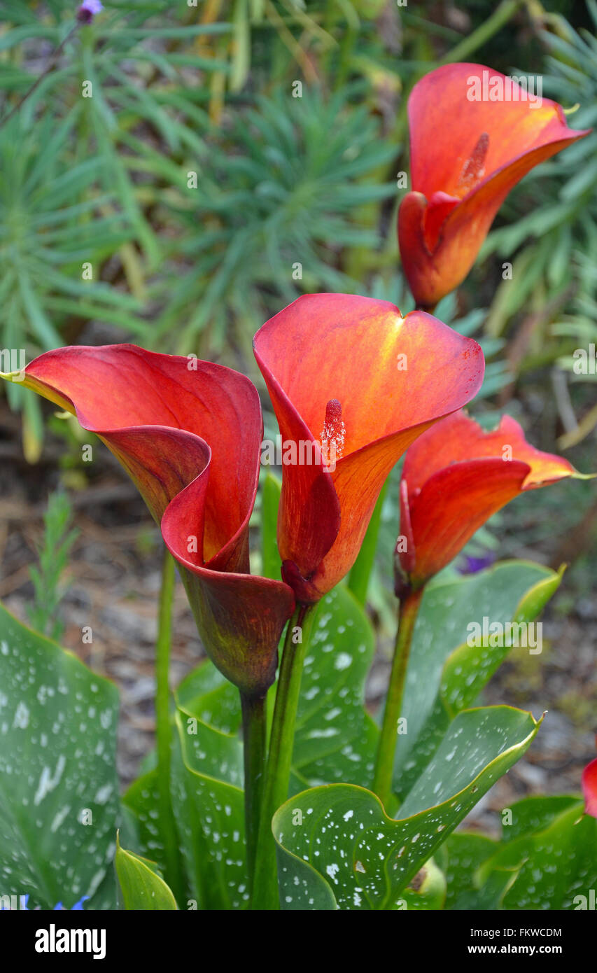 Beau jardin de fleurs de lis calla rouge Banque D'Images