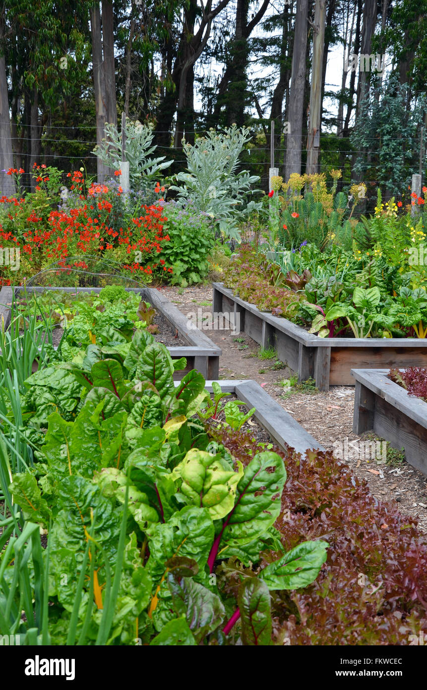 Vert luxuriant jardin de fleurs et de légumes en été Banque D'Images