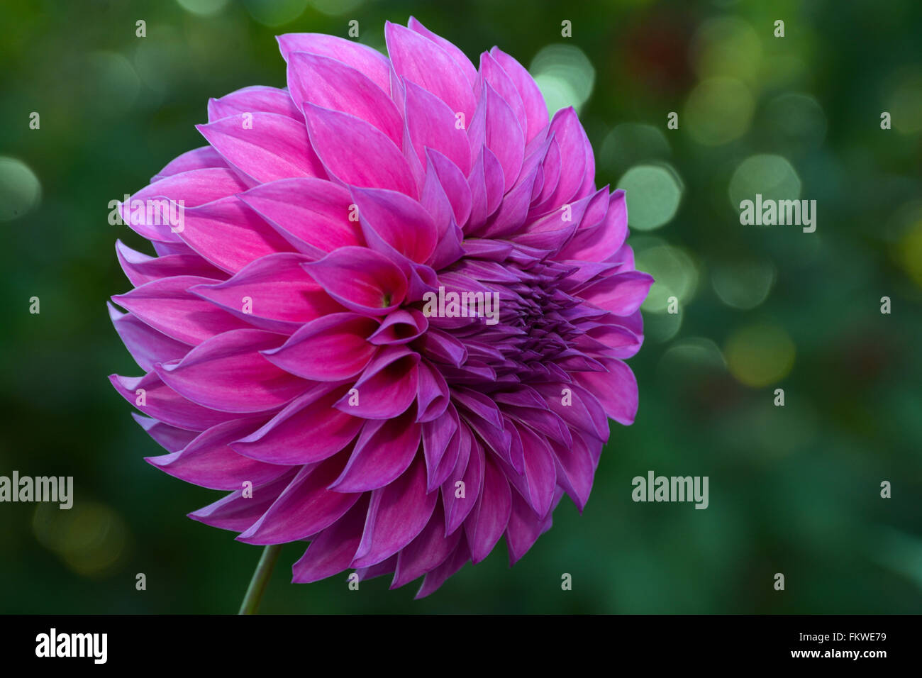 Belle fleur dahlia pourpre simple Banque D'Images