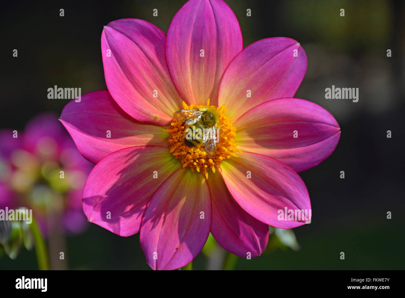 Collecte de l'abeille du nectar de fleur dahlia rose Banque D'Images