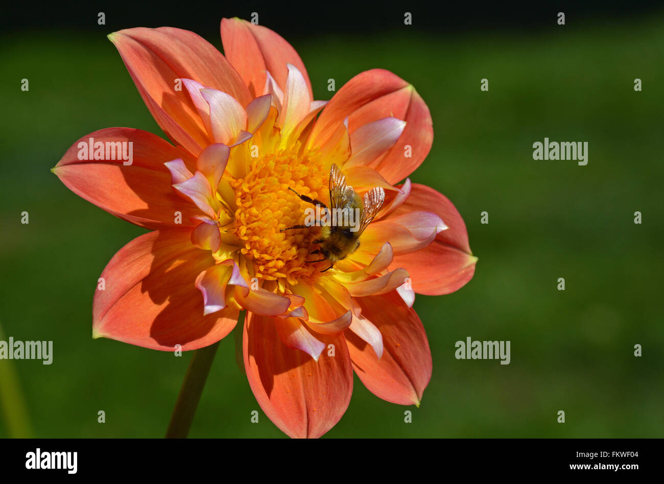 Collecte de l'abeille du nectar de fleur dahlia orange Banque D'Images