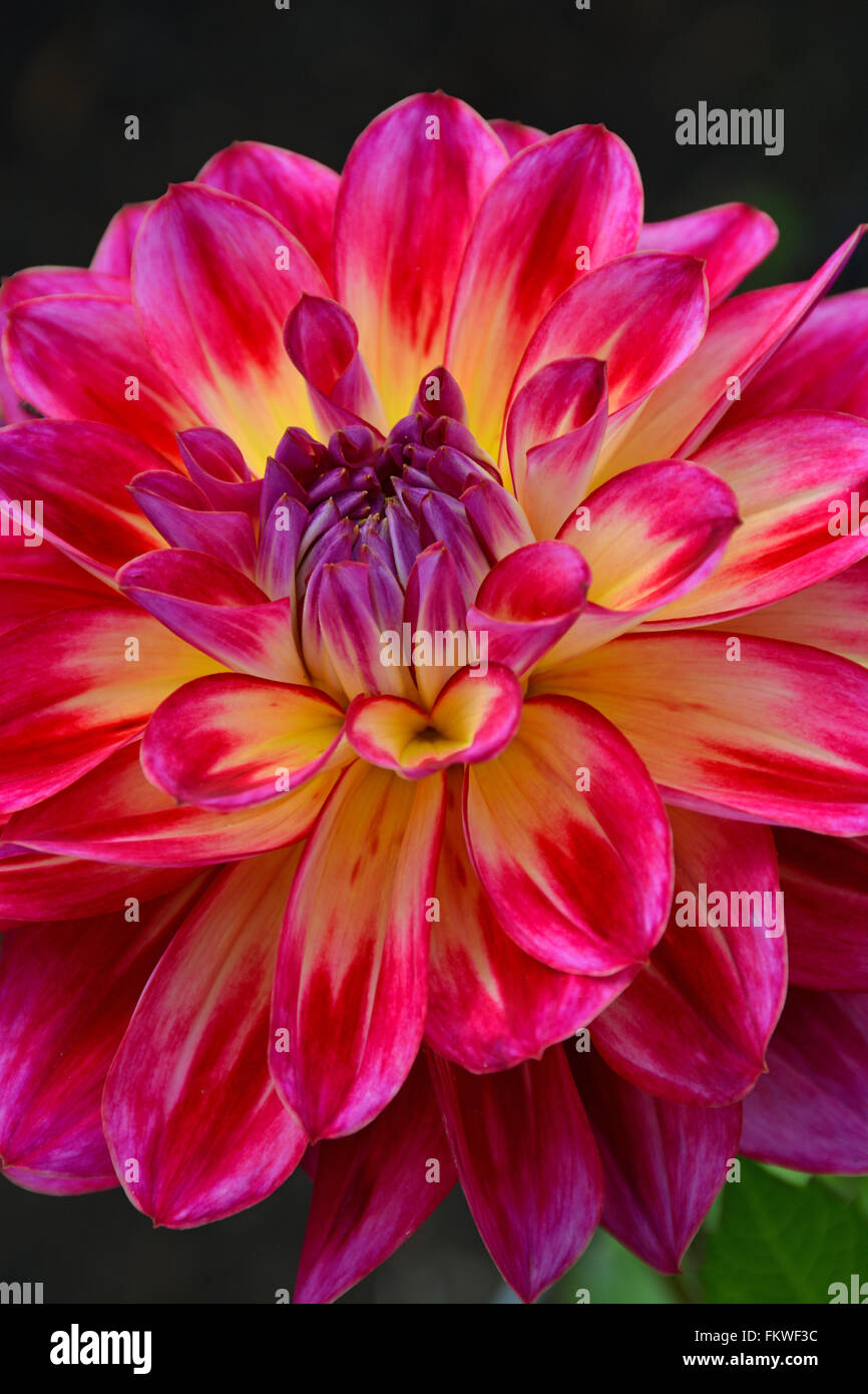 Belle fleur dahlia rose et jaune Banque D'Images