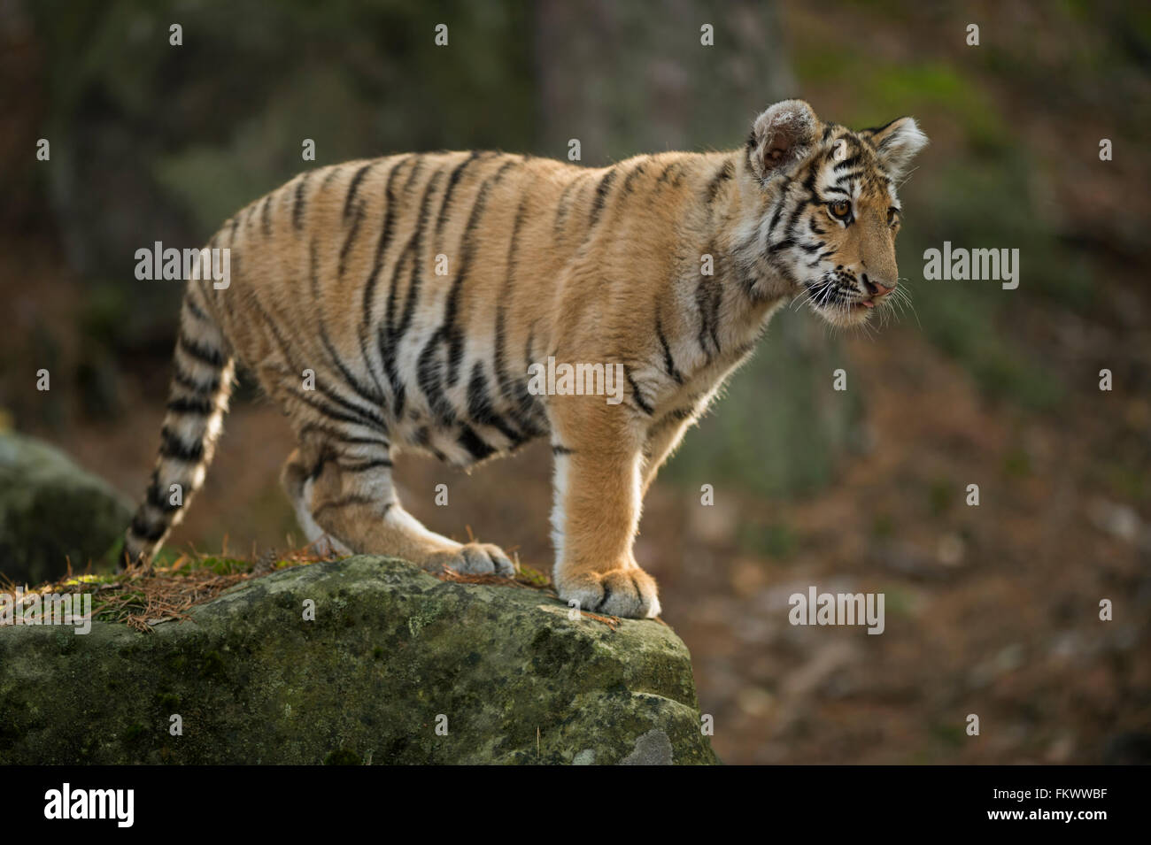 Tigre du Bengale / Koenigstiger ( Panthera tigris ), jeune animal, debout sur un rocher dans une forêt naturelle, regarde vers le bas. Banque D'Images