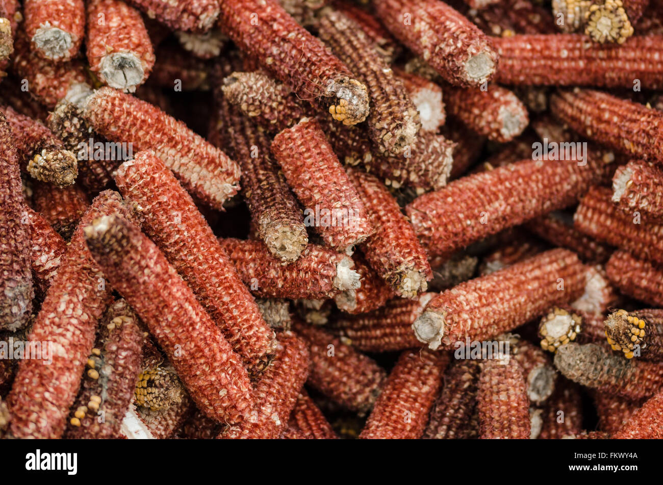 Les épis de maïs séchés après avoir bombardé les grains de maïs récoltés par machine Banque D'Images