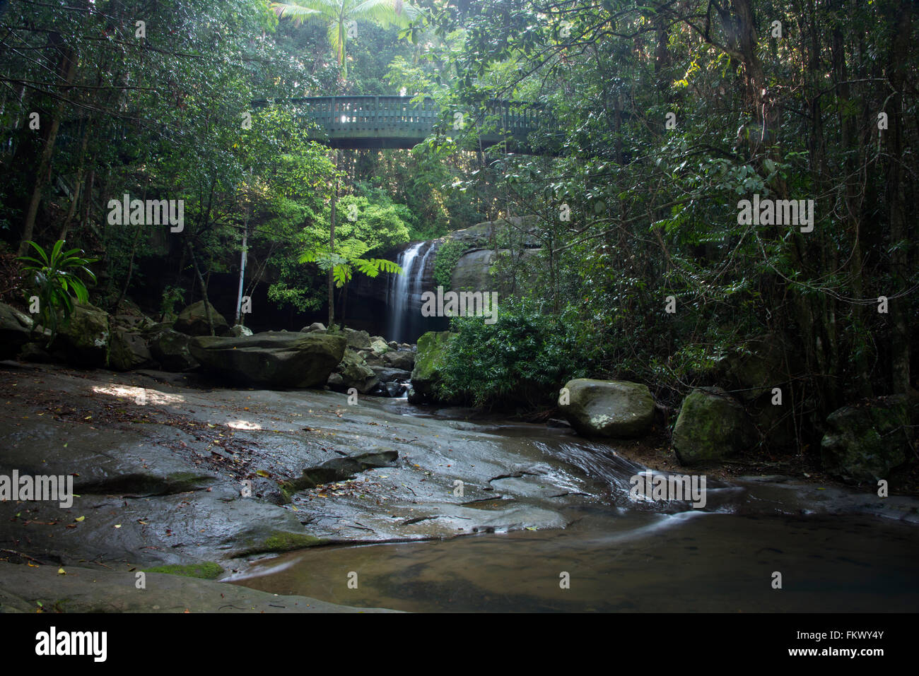 La chute d'eau de Buderim dans le parc de la forêt tropicale de Buderim à Buderim dans le Queensland, en Australie Banque D'Images