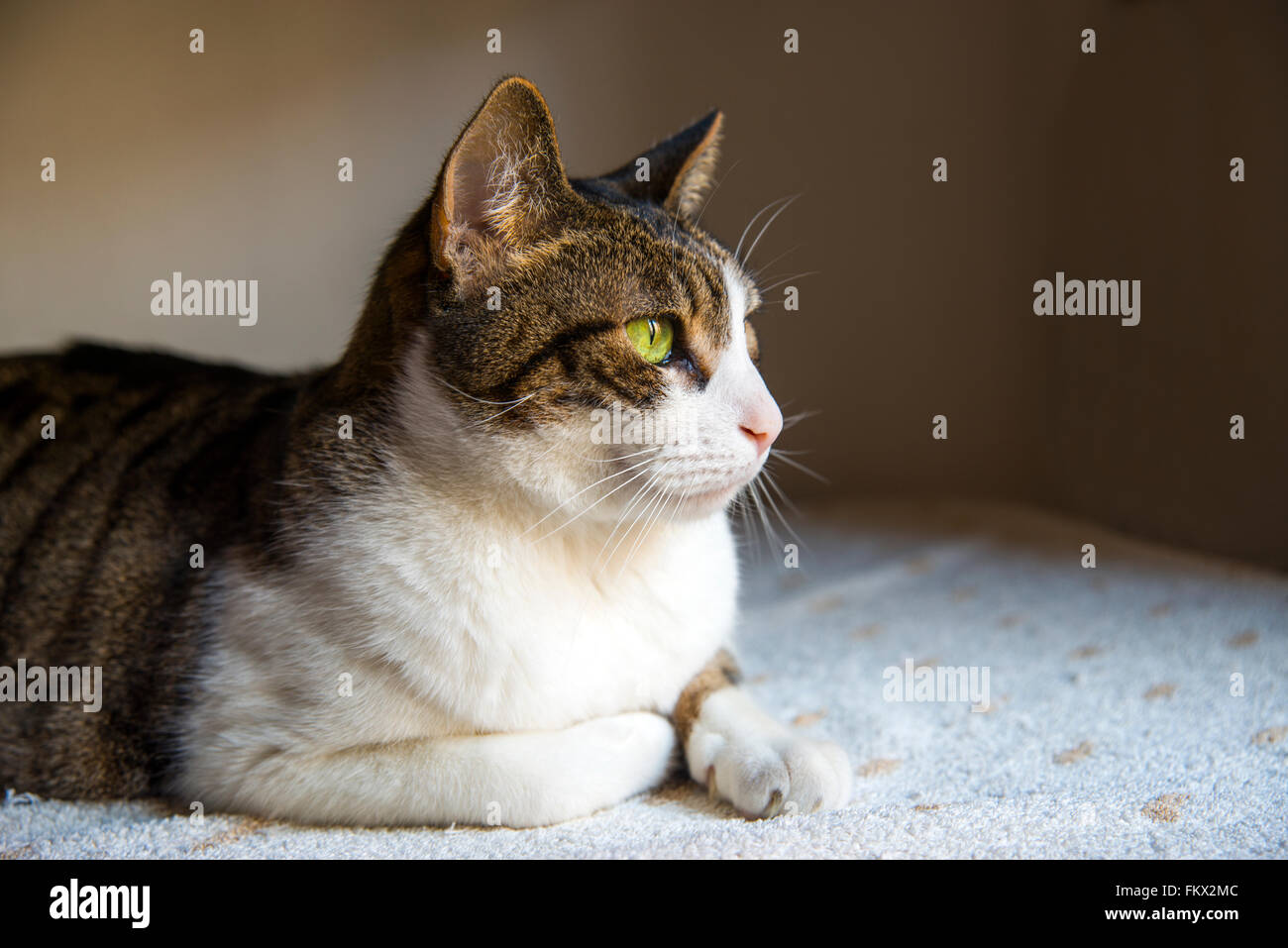 Tabby et blanc couché. Banque D'Images