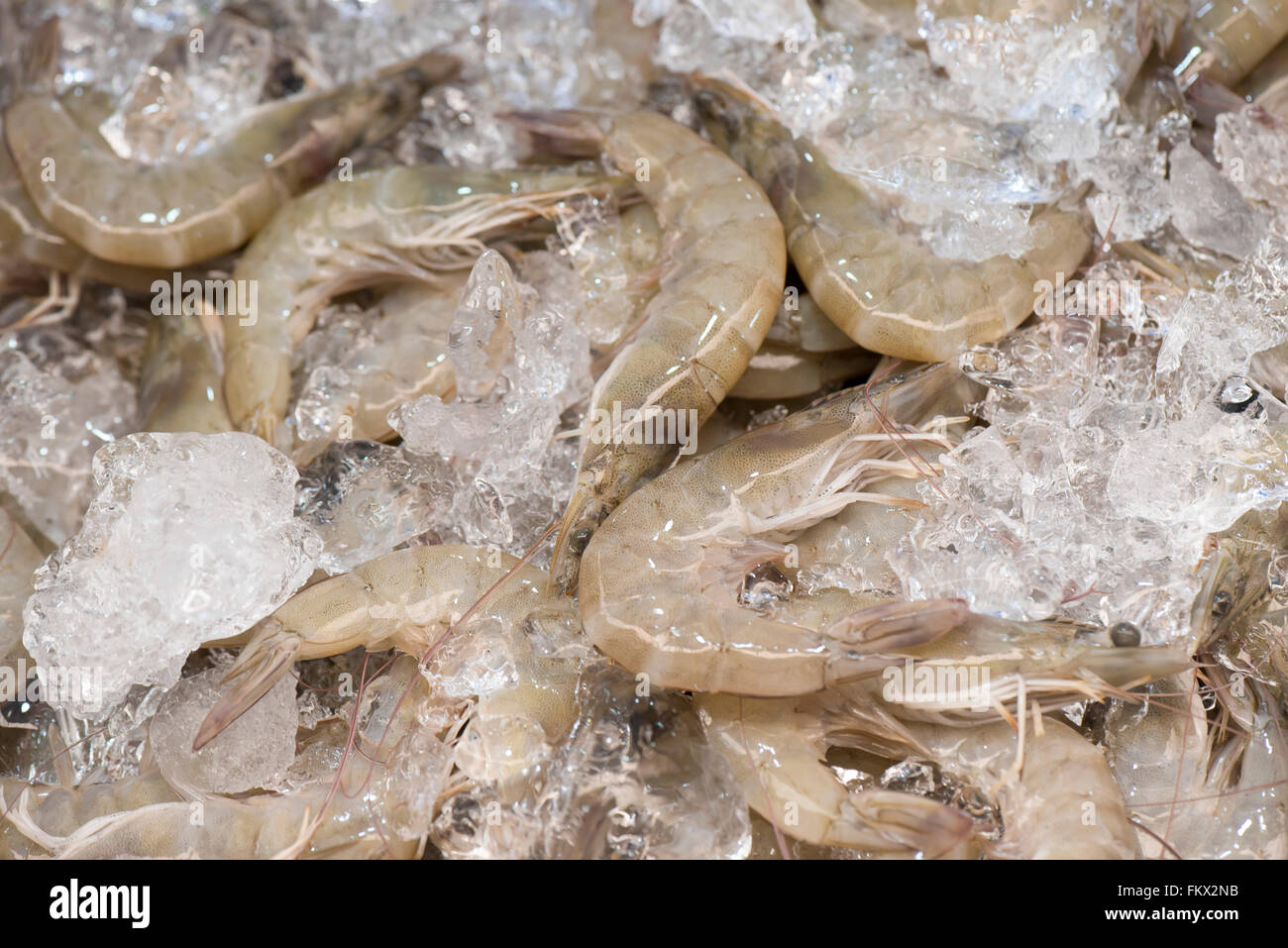 Crevettes fraîches réfrigérées dans les glaces. Banque D'Images