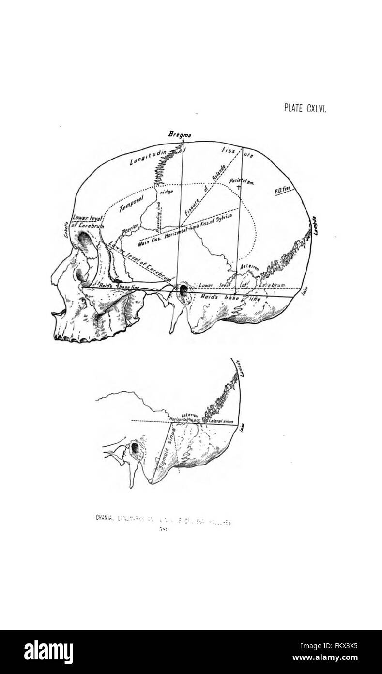 Anatomie chirurgicale de la tête et du cou par Deaver, John B. (John Blair), 1855-1931 Banque D'Images