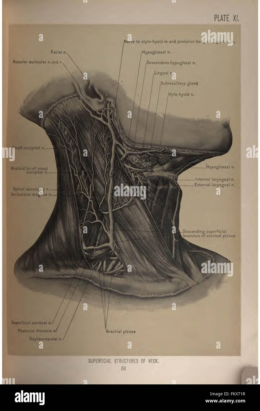 Anatomie chirurgicale de la tête et du cou par Deaver, John B. (John Blair), 1855-1931 Banque D'Images