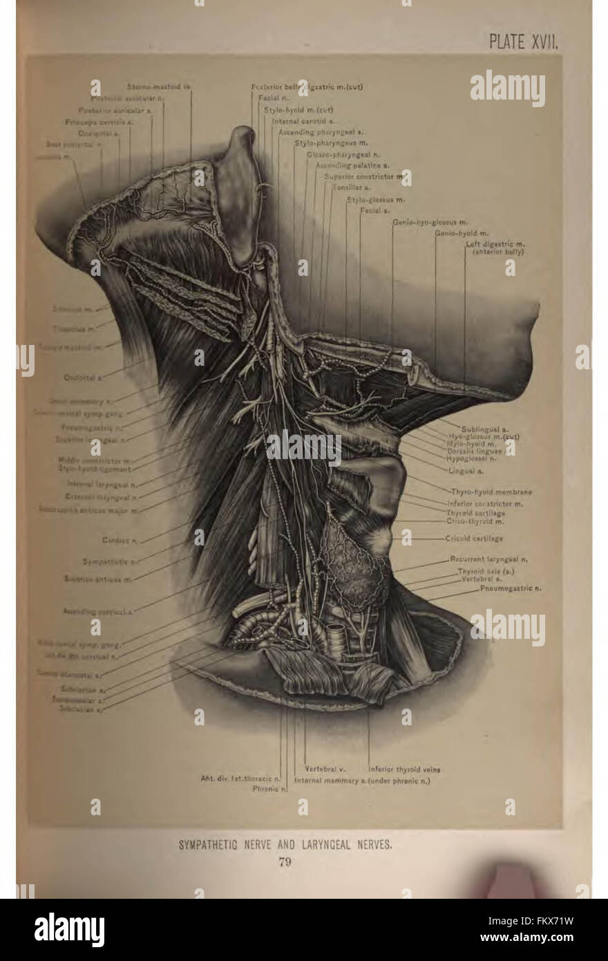 Anatomie chirurgicale de la tête et du cou par Deaver, John B. (John Blair), 1855-1931 Banque D'Images