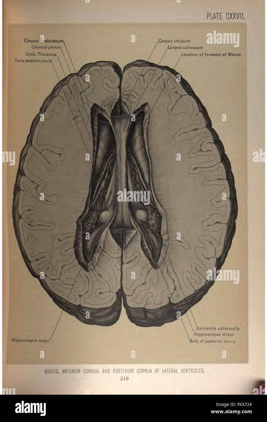 Anatomie chirurgicale de la tête et du cou par Deaver, John B. (John Blair), 1855-1931 Banque D'Images