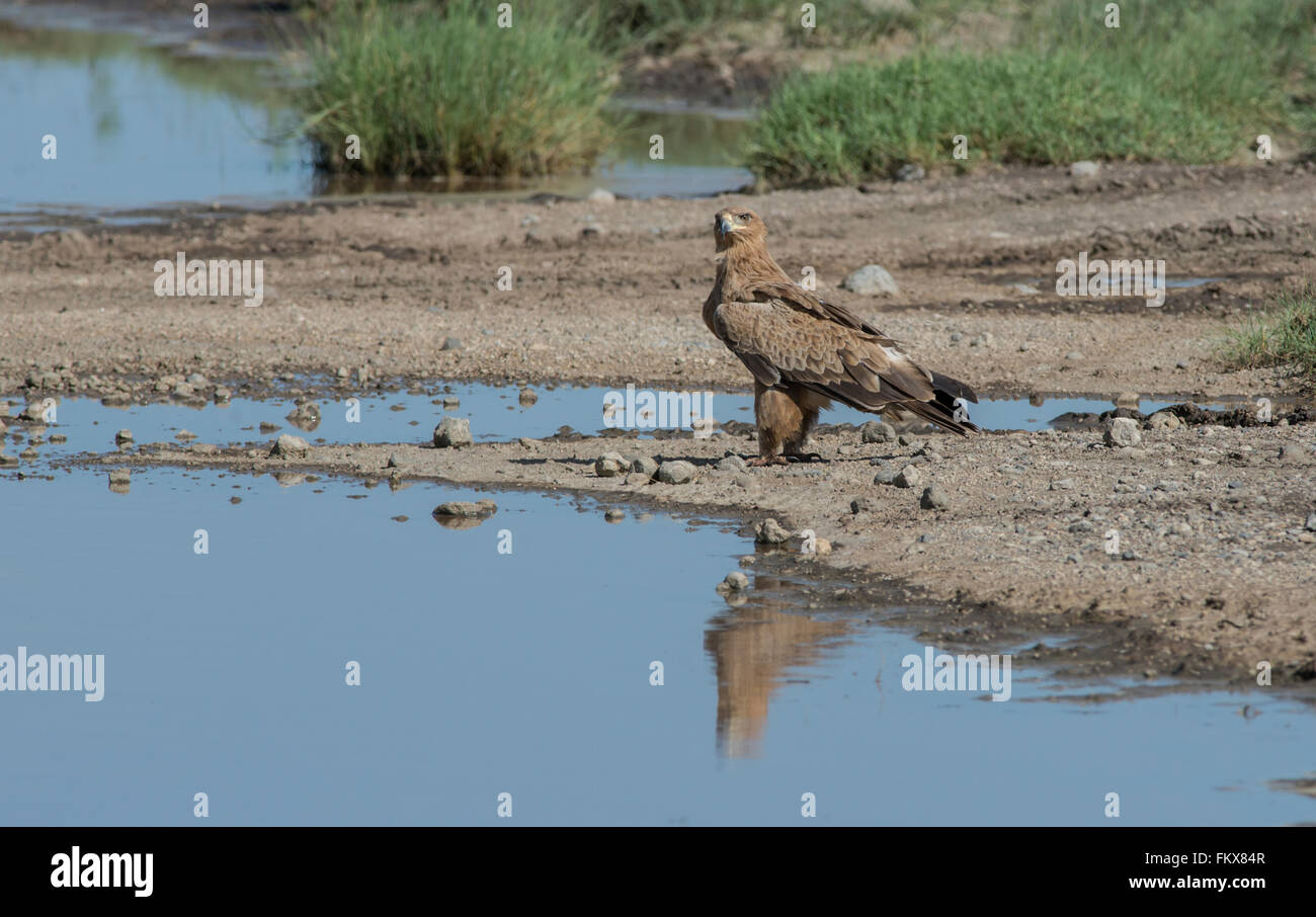 Aigle (Aquila rapax). L'oiseau a passé quelque temps dans l'eau potable, parfois, mais aussi, apparemment, la recherche de nourriture. Banque D'Images