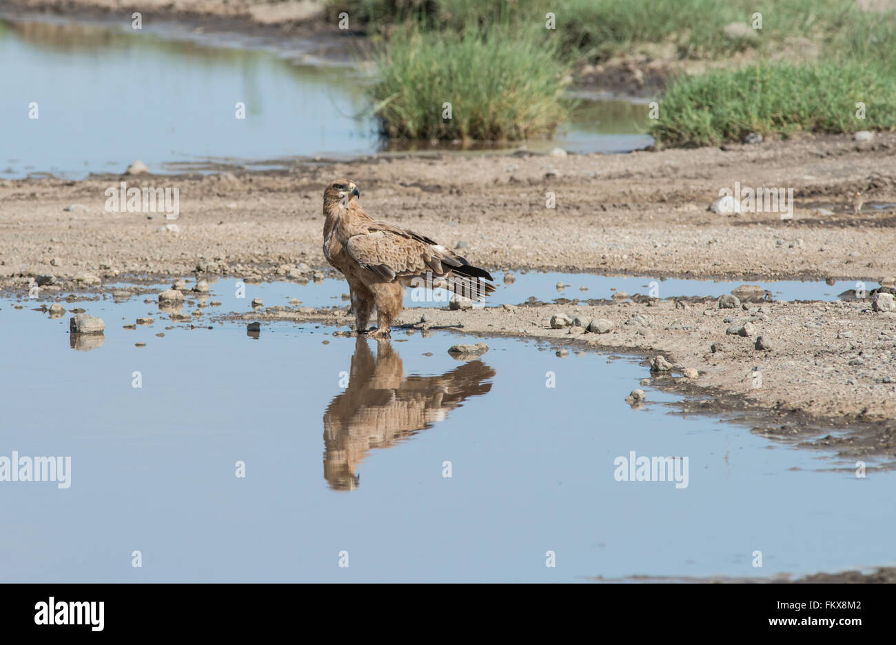 Aigle (Aquila rapax). L'oiseau a passé quelque temps dans l'eau potable, parfois, mais aussi, apparemment, la recherche de nourriture. Banque D'Images