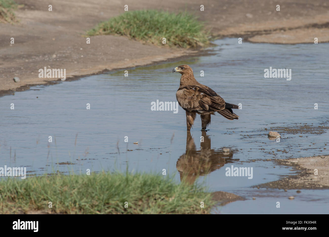 Aigle (Aquila rapax). L'oiseau a passé quelque temps dans l'eau potable, parfois, mais aussi, apparemment, la recherche de nourriture. Banque D'Images