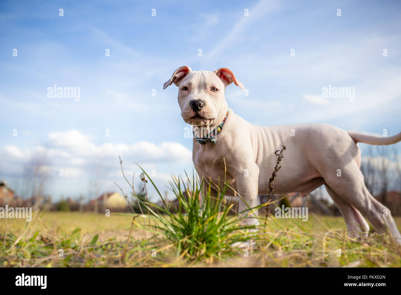 White American Staffordshire terrier puppy standing on grass Banque D'Images