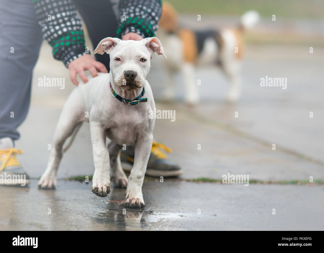 Jouant avec American Staffordshire terrier puppy sur jour de pluie Banque D'Images