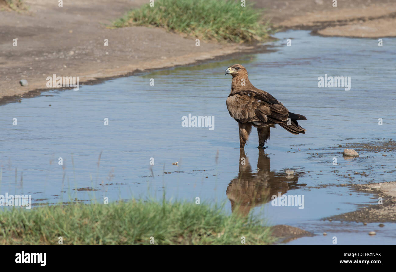 Aigle (Aquila rapax). L'oiseau a passé quelque temps dans l'eau potable, parfois, mais aussi, apparemment, la recherche de nourriture. Banque D'Images