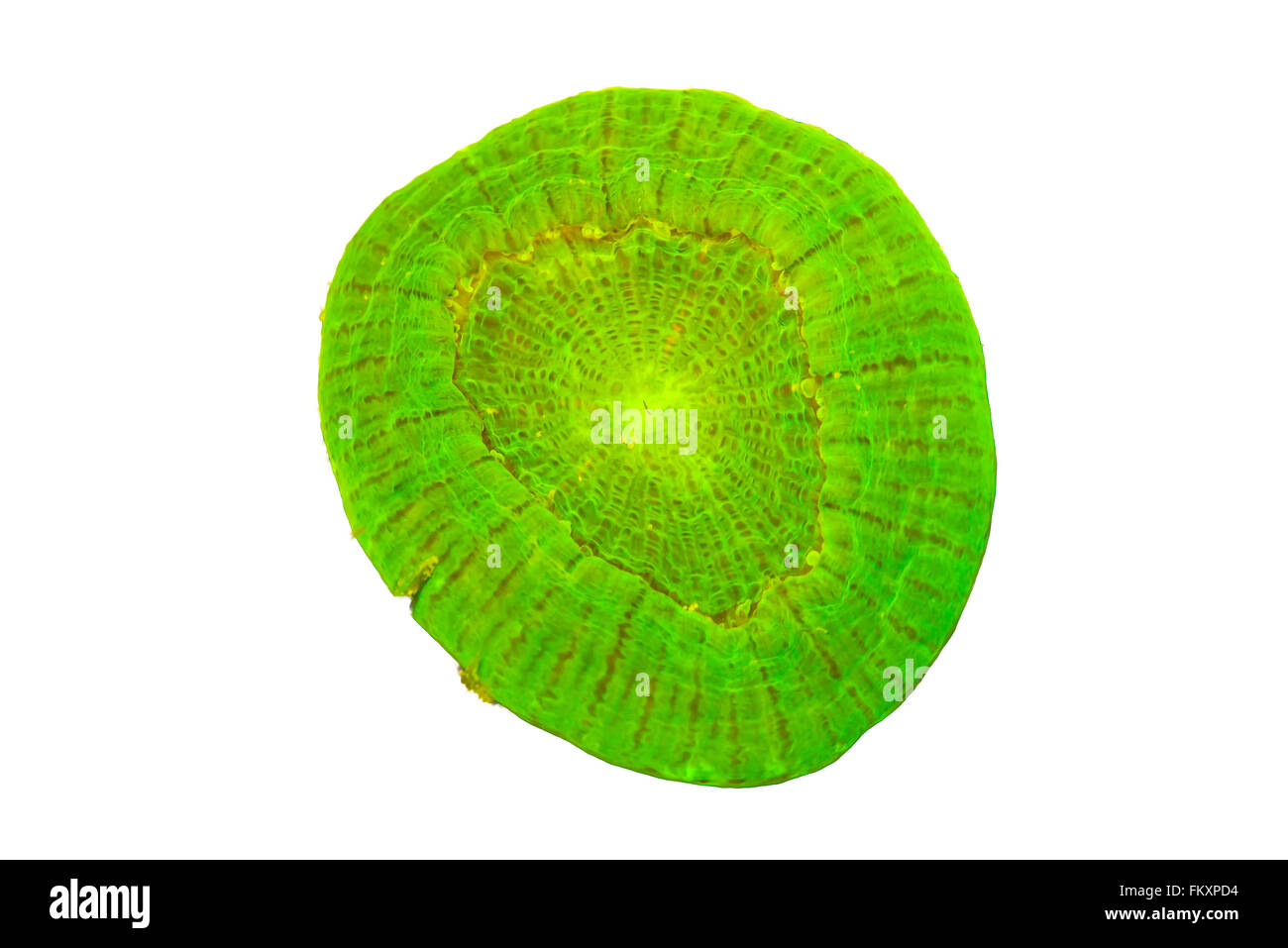 Un solitaire stony coral {} Scolymia sp. isolé sur fond blanc. L'objet est vert vif fluorescentes sous lumière ultraviolette Banque D'Images