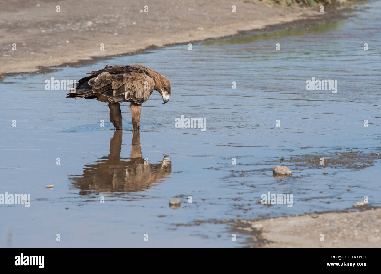 Aigle (Aquila rapax). L'oiseau a passé quelque temps dans l'eau potable, parfois, mais aussi, apparemment, la recherche de nourriture. Banque D'Images