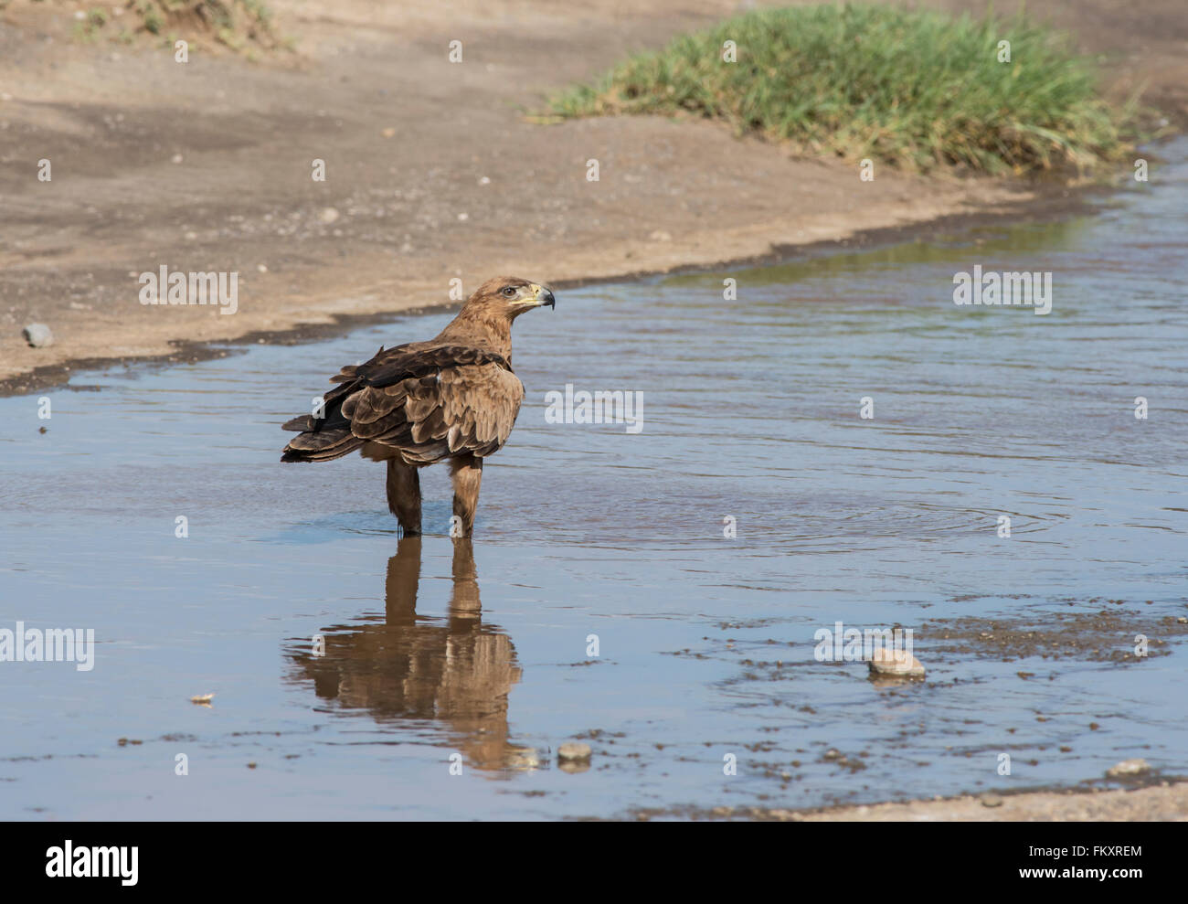 Aigle (Aquila rapax). L'oiseau a passé quelque temps dans l'eau potable, parfois, mais aussi, apparemment, la recherche de nourriture. Banque D'Images