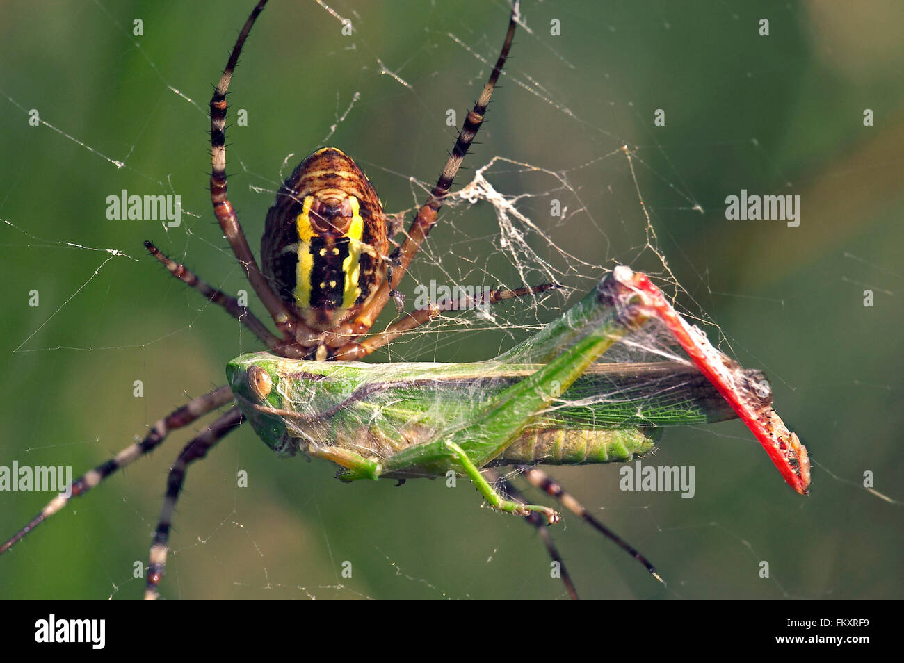 Spider Argiope bruennichi Wasp (brünnichii / Aranea) féminin sur spiral orb web rétractable ses proies en soie sauterelle pris Banque D'Images