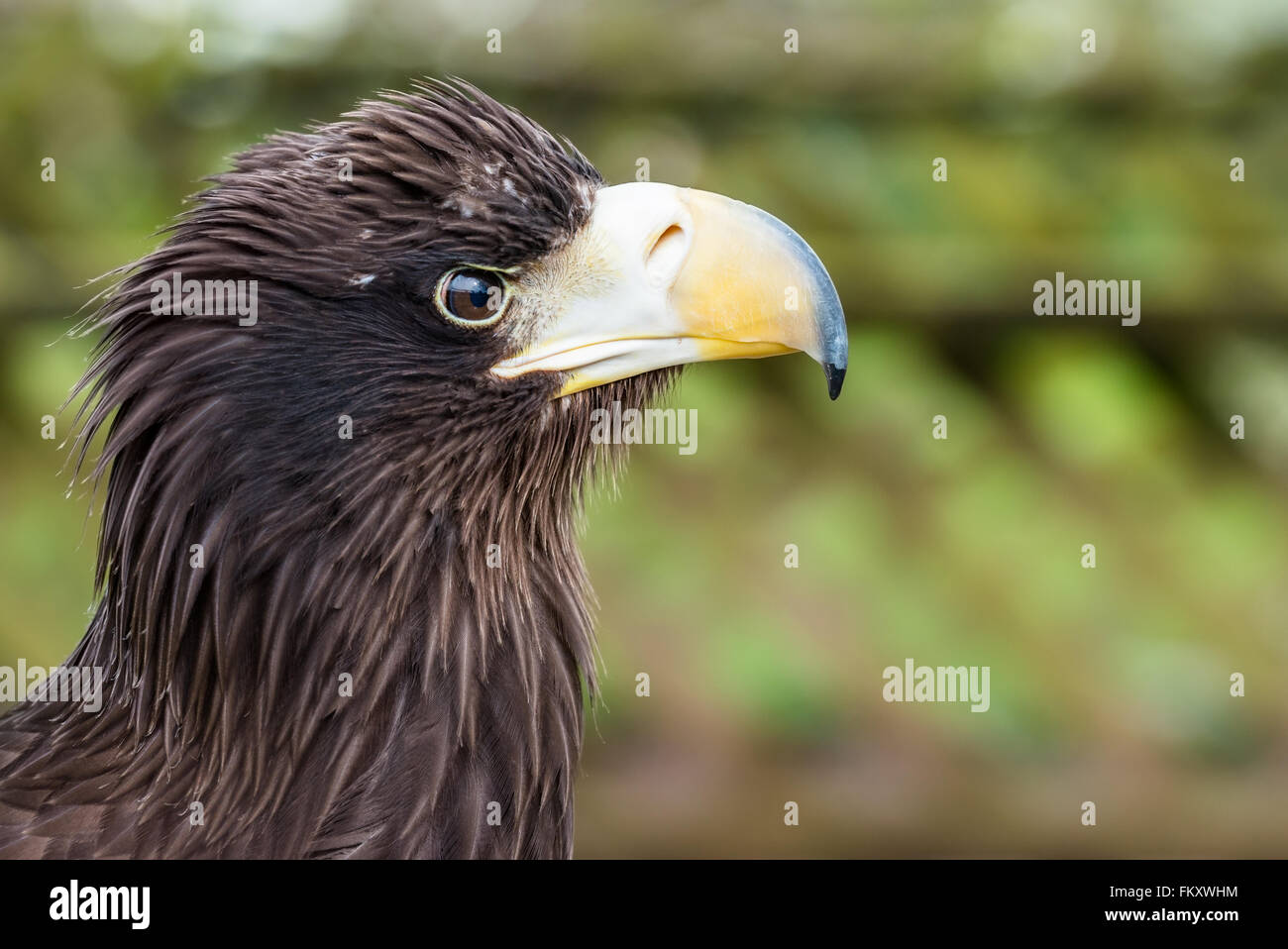 L'aigle de mer de Steller Haliaeetus pelagicus} {tête en vue de profil. Des animaux en captivité. UK, Mars Banque D'Images