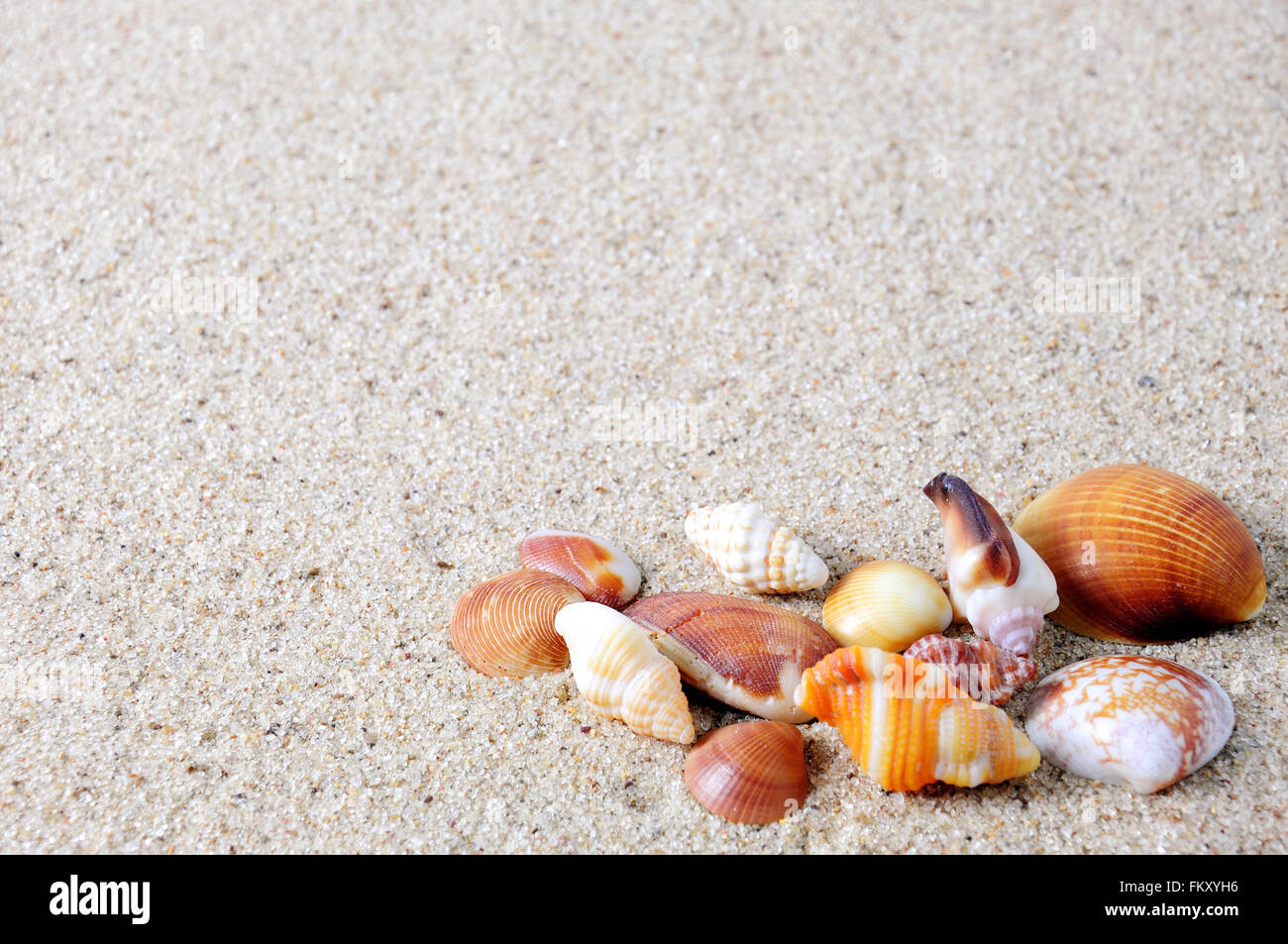 Les coquillages sur une plage de sable fond de plage Banque D'Images