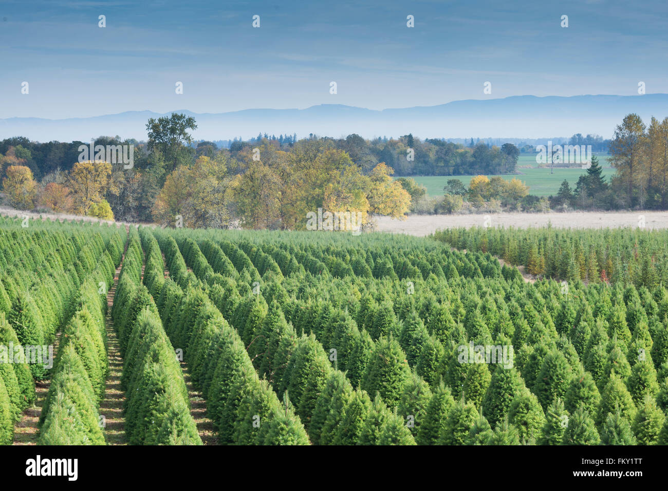 A Christmas Tree Farm à la fin de l'automne près de Eugene, Oregon Banque D'Images