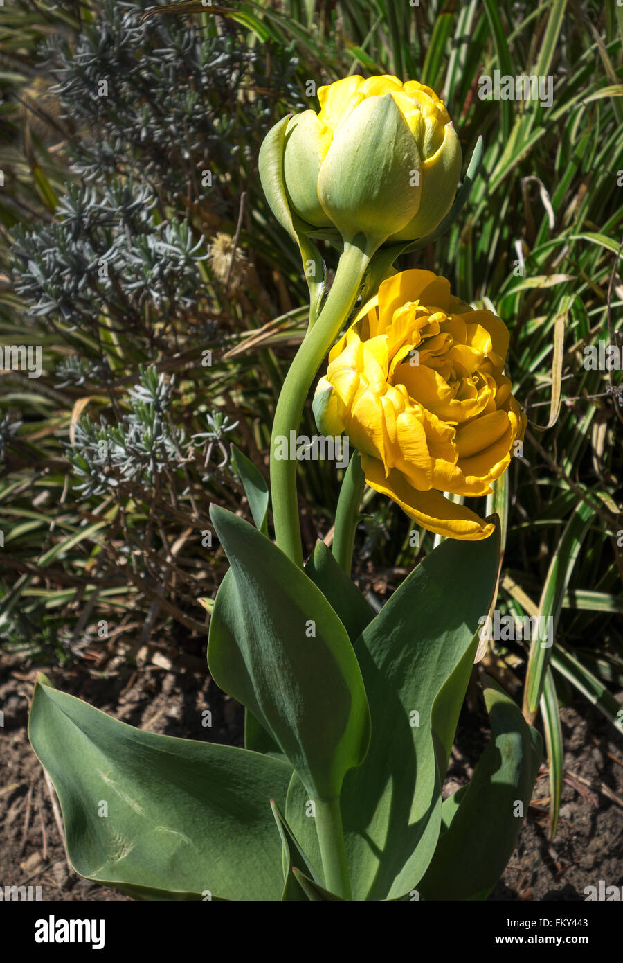 Deux tulipes jaune rempli de soleil dans un jardin Banque D'Images