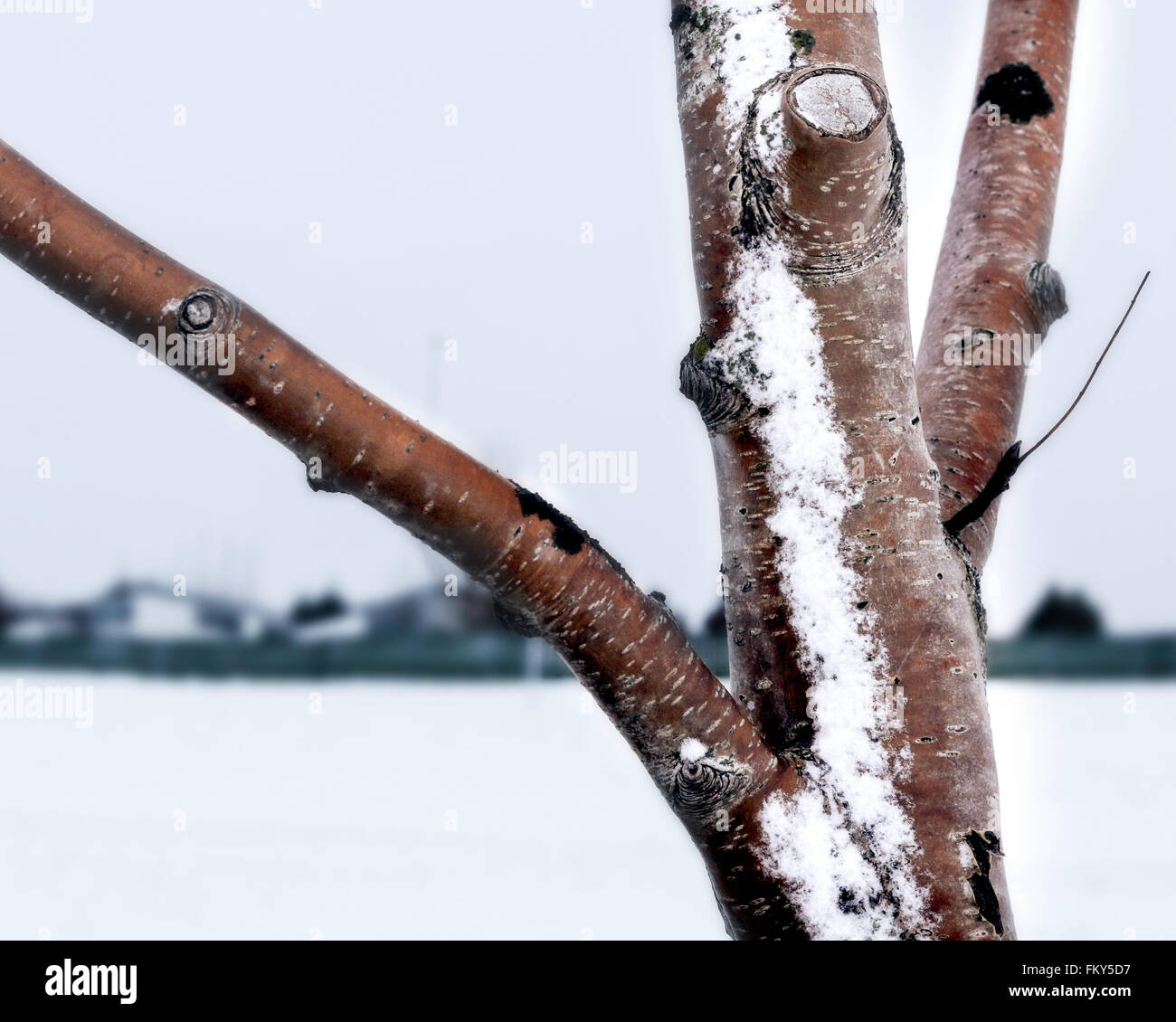 Arbre en hiver Banque D'Images