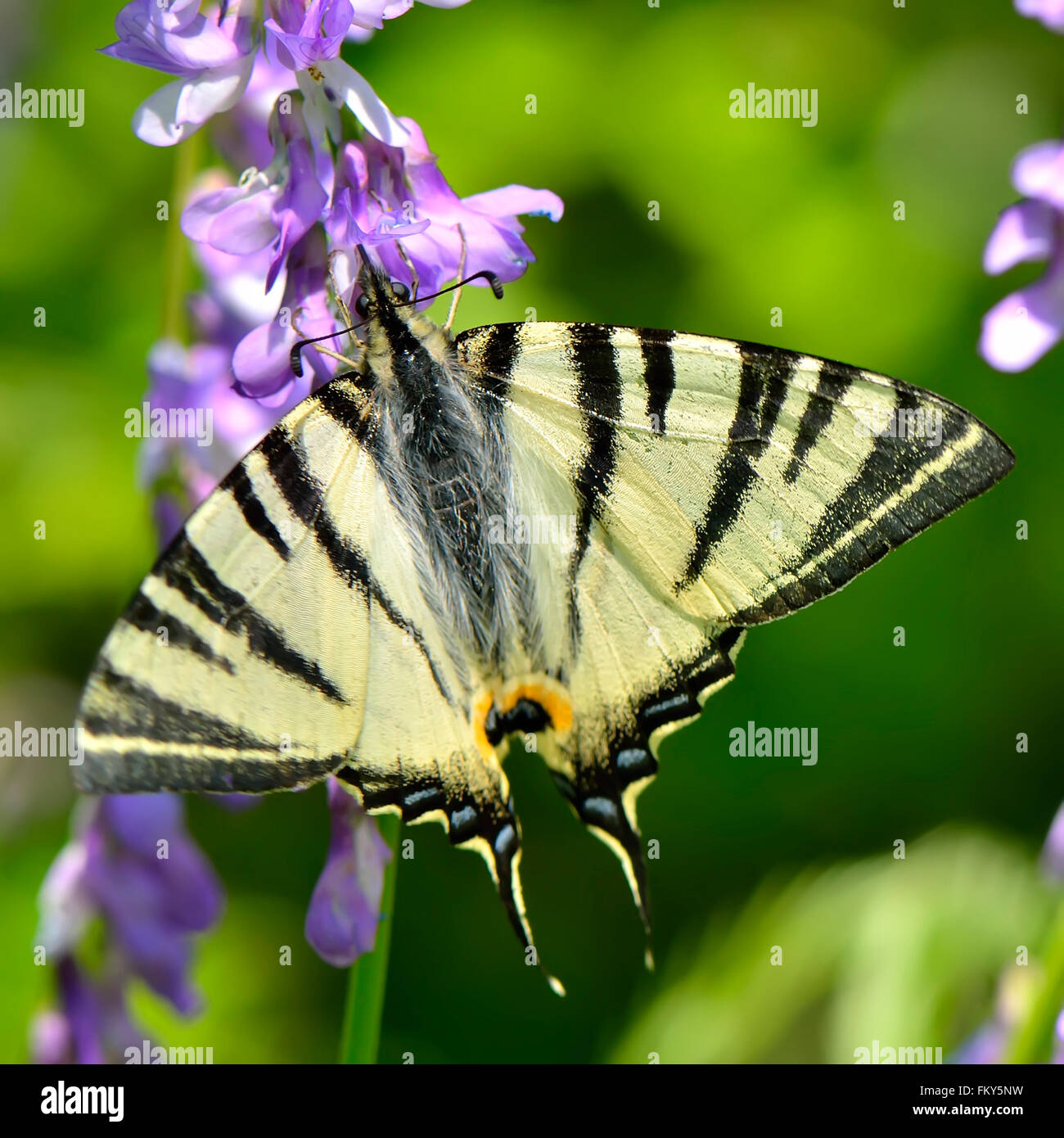 Dans l'habitat naturel papillon machaon (rares) Banque D'Images