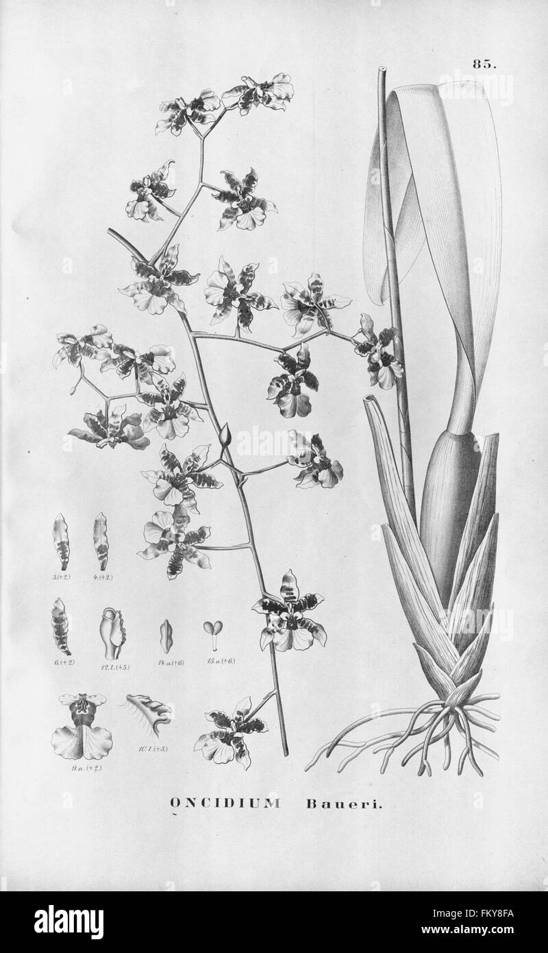 Flora brasiliensis, enumeratio plantarum à Brasilia hactenus detectarum (tab. 85) Banque D'Images