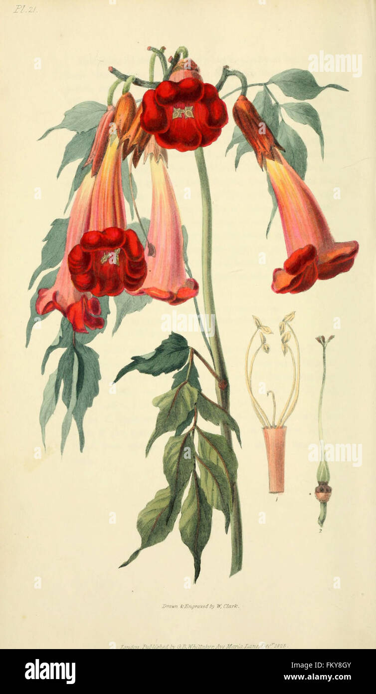 Flora conspicua (Pl. 21) Banque D'Images