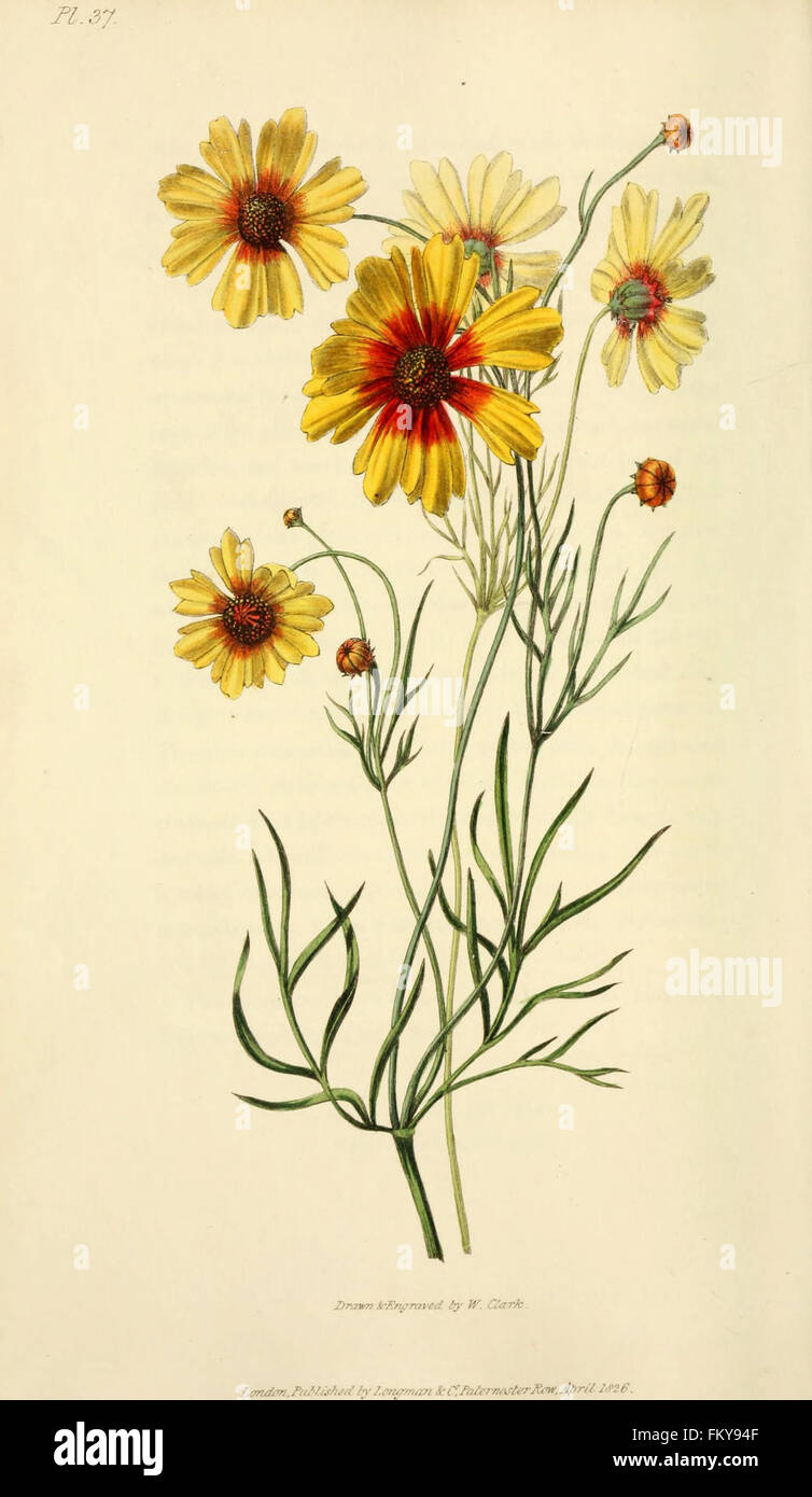 Flora conspicua (Pl. 37) Banque D'Images