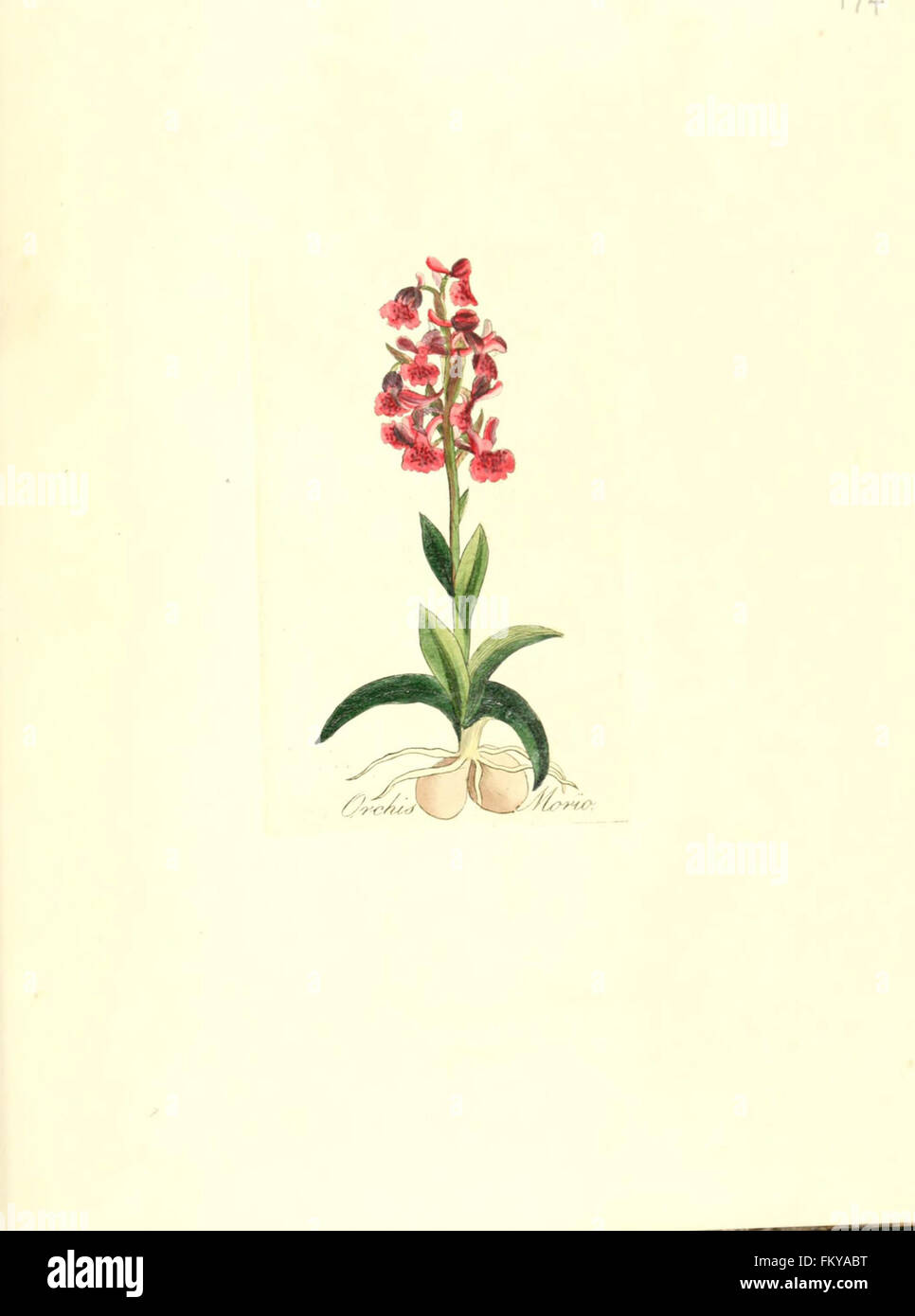 Flora medica, de l'Oder, figure der wichtigsten officinellen Pflanzen (Pl. 174) Banque D'Images