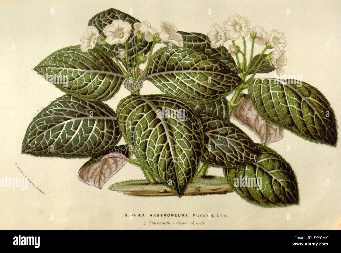 Une étude botanique détaillant la flore des serres et des jardins européens, qui fait partie de la collection du Missouri Botanical Garden et de la Peter H. Raven Library. Se concentre sur les espèces végétales et les pratiques culturales. Banque D'Images