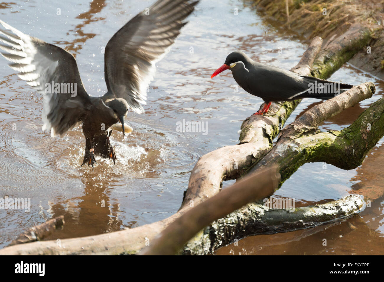 Une observation des oiseaux un autre oiseau capture de poissons Banque D'Images