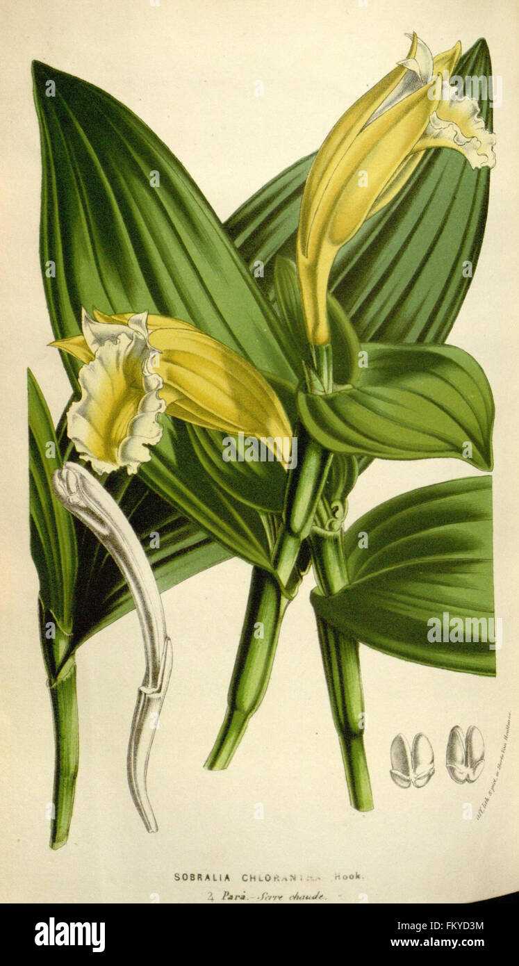 Une œuvre botanique mettant en valeur la flore des serres et jardins européens, qui fait partie de la collection du jardin botanique du Missouri à la bibliothèque Peter H. Raven. Offre un aperçu des espèces végétales et de leur culture. Banque D'Images