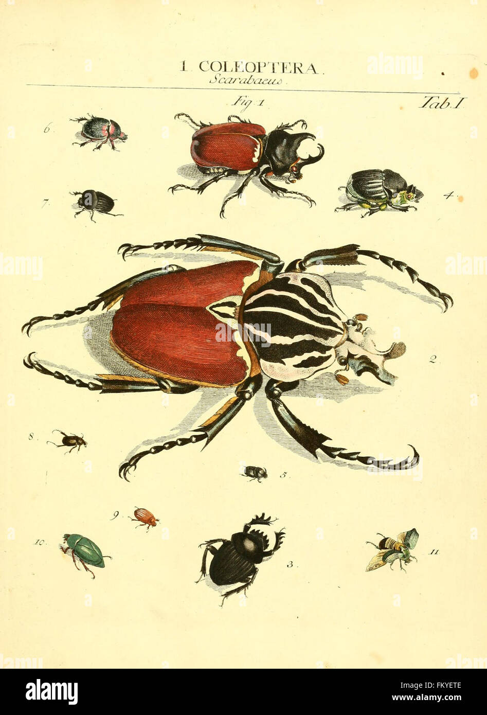 Genera insectorum Linnaei et Fabricii iconibus illustrata (tab. I) Banque D'Images