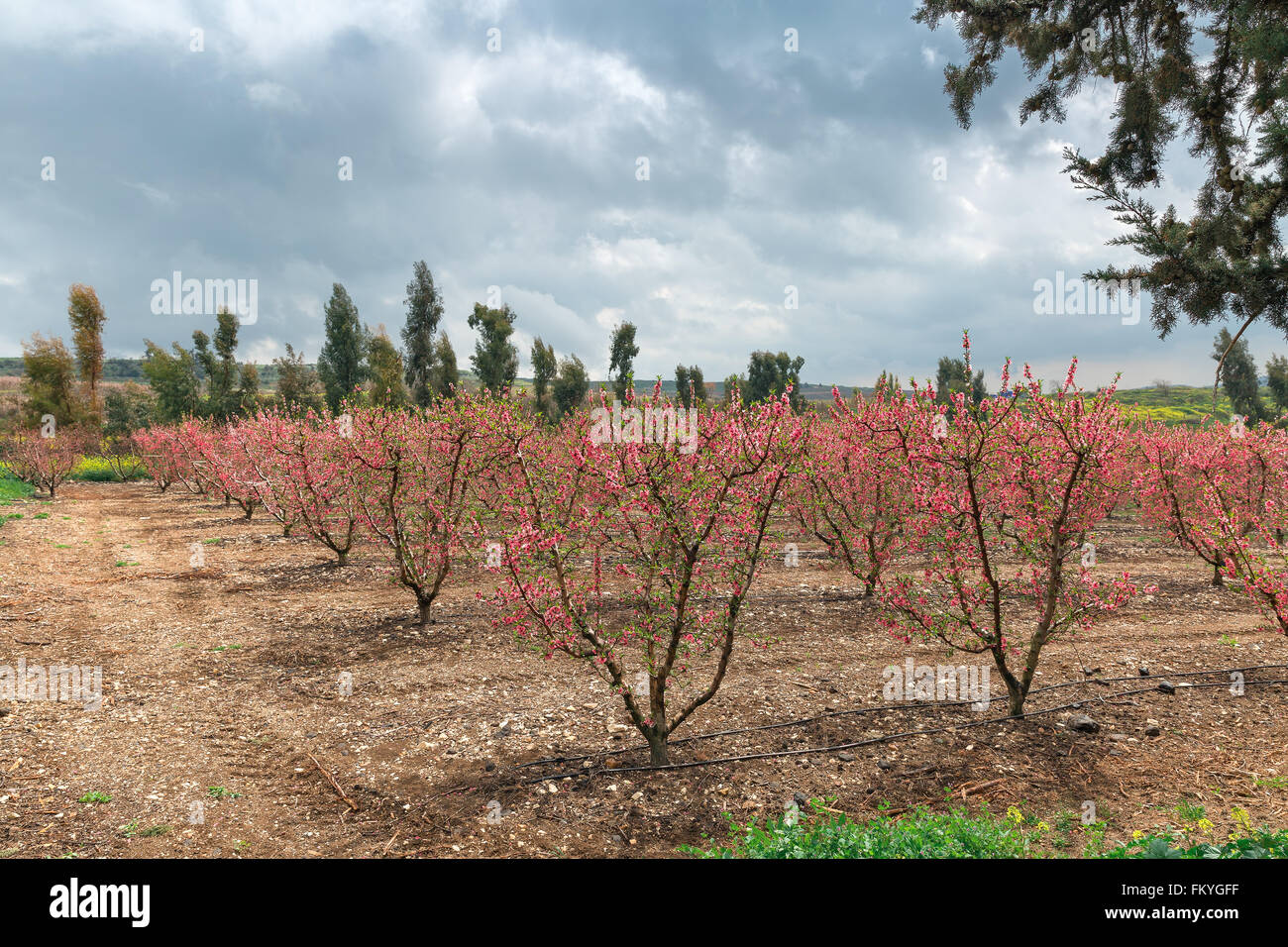 Arbres en fleurs de pêches sur le fond de ciel nuageux Banque D'Images