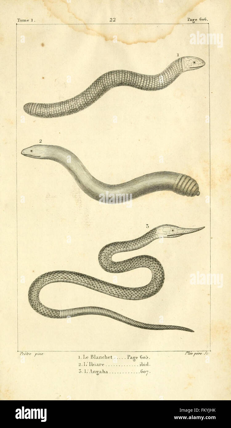 Cette plaque de 'histoire naturelle des quadrupèdes-ovipares' présente des illustrations de mammifères pondeurs, mettant en évidence leurs caractéristiques uniques et leur signification biologique. Banque D'Images