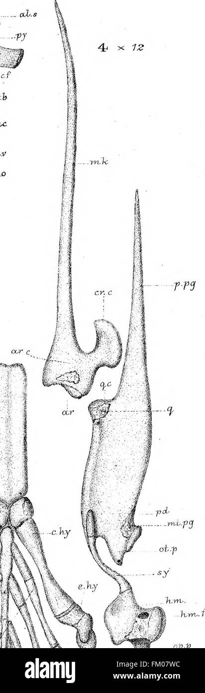 Cette étude de 1882 étudie le développement du crâne chez Lepidosteus osseus, une espèce de poissons primitifs. Il fournit une analyse détaillée de la croissance squelettique du poisson. Banque D'Images Cette étude de 1882 étudie le développement du crâne chez Lepidosteus osseus, une espèce de poissons primitifs. Il fournit une analyse détaillée de la croissance squelettique du poisson. Banque D'Images