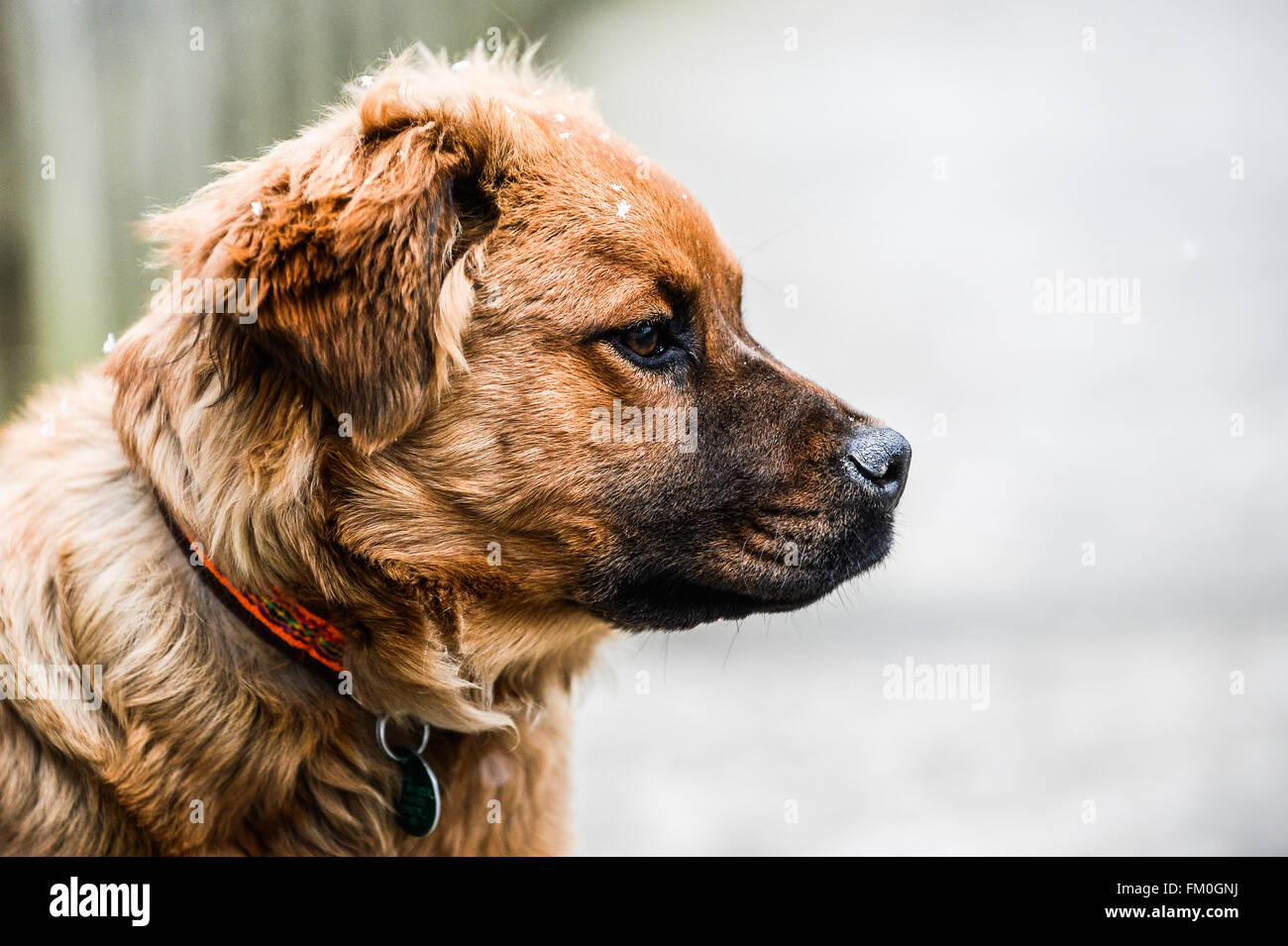 Brown Chow Labrador mix, puppy, 6 mois. Banque D'Images