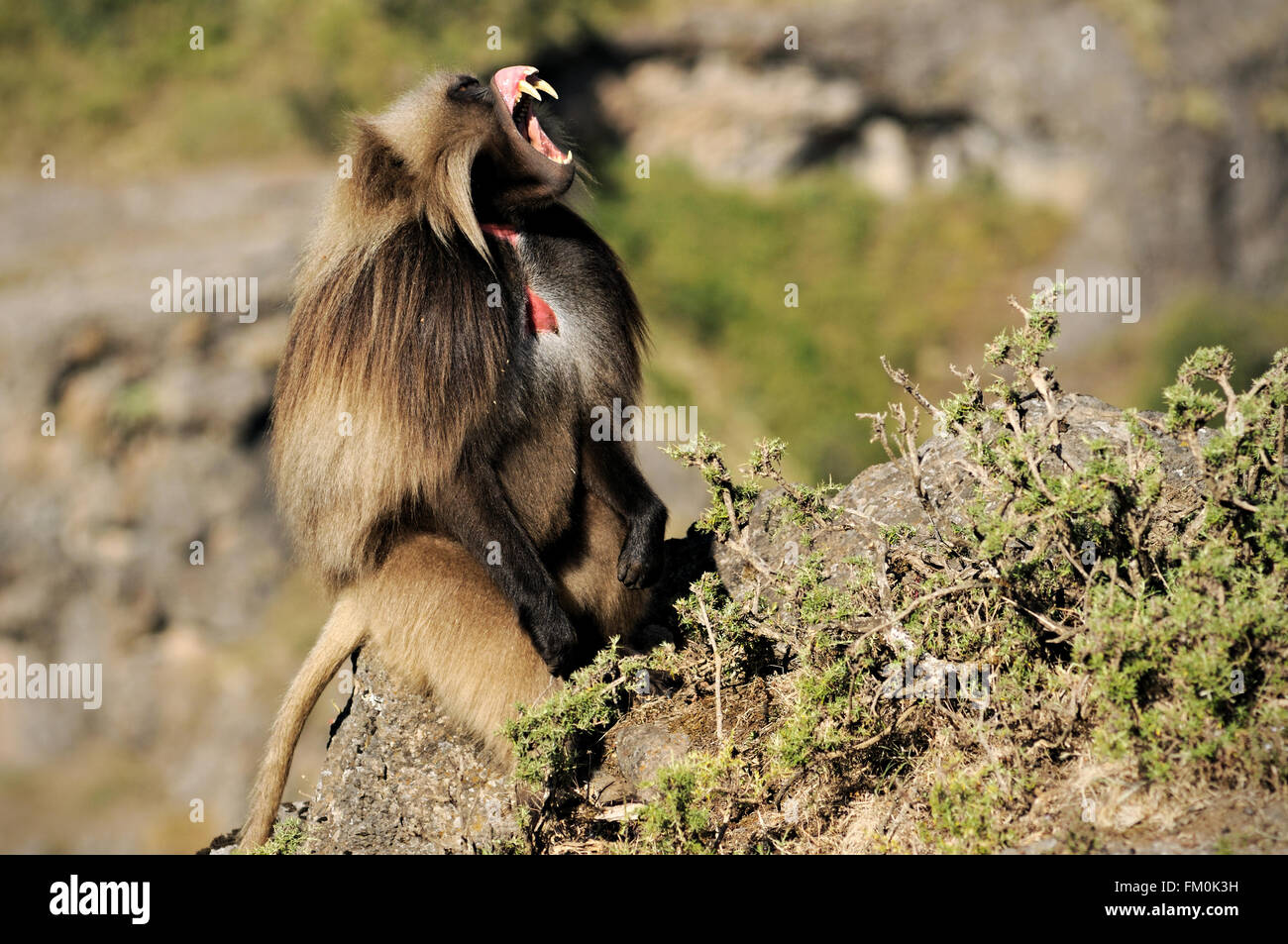 Gélada (Theropithecus gelada) affichage de ses dents et gencives avec sa lèvre bonne dans le parc national des montagnes du Simien Banque D'Images